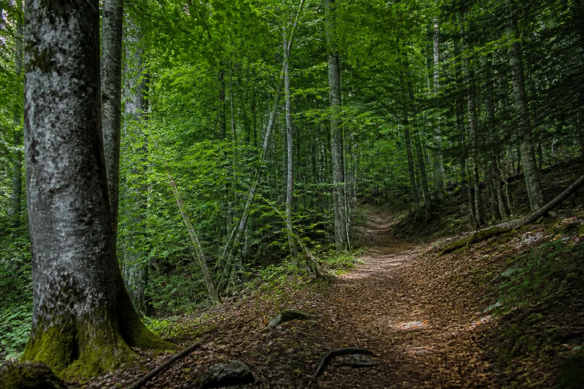 Sentier forestier de Leska dans le parc national de Risnjak en Croatie